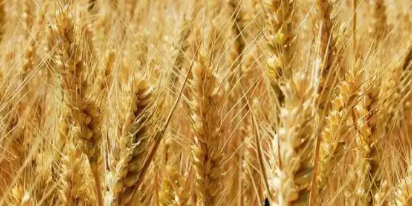 2022-2023農(nóng)業(yè)年俄羅斯糧食出口量或達5000萬至6000萬噸