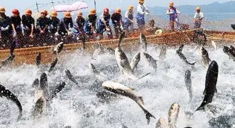 今年6月濱海邊疆區(qū)對華鐵路運(yùn)輸魚類產(chǎn)品1.24萬噸