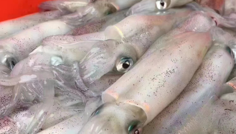 截止5月中旬，阿根廷魷魚漁獲量同比增加7%