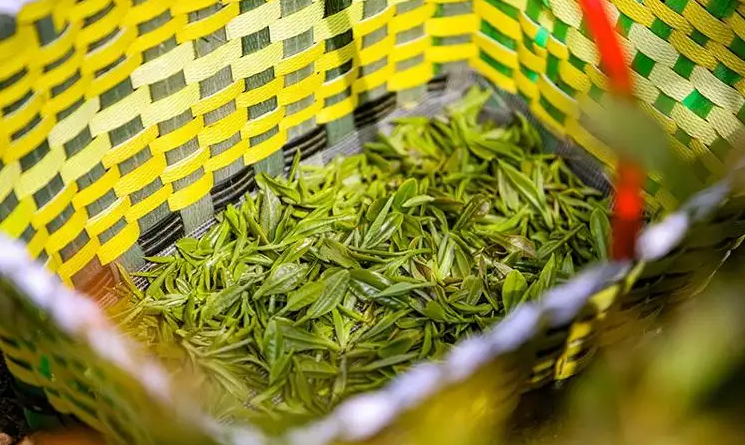越南：擴(kuò)大萊州茶對中東、北非和南亞的出口潛力