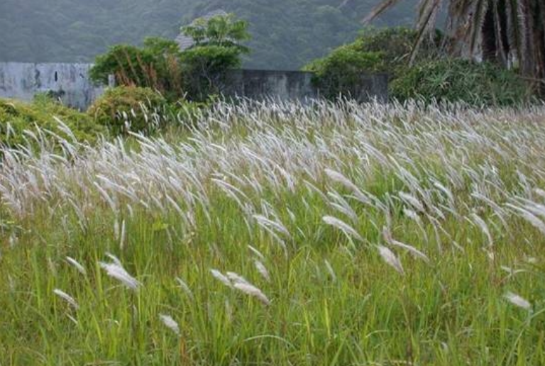 歐洲監(jiān)管日趨嚴格，安道麥推出結合氟噻草胺、吡氟酰草胺和綠麥隆的新一代冬季谷物除草劑Chrome?