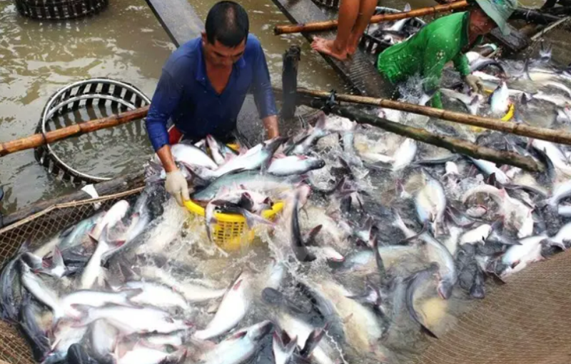 越南巴沙魚出口額翻倍，原料價(jià)格高位已維持6周