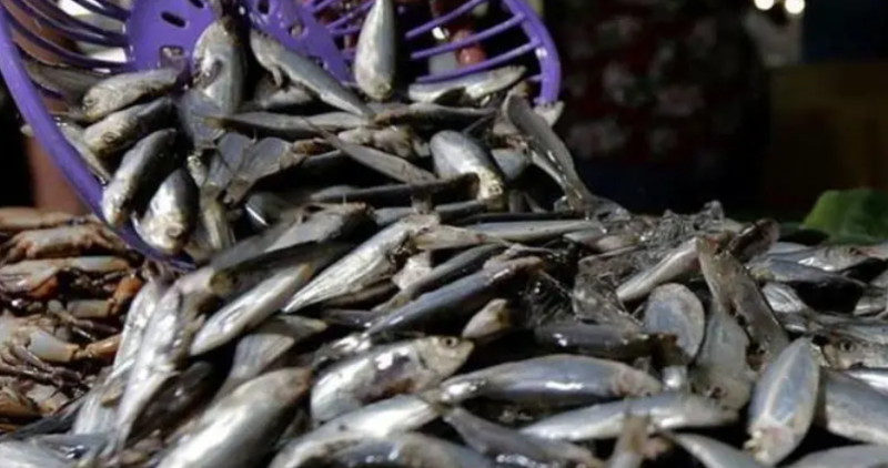 加拿大市場(chǎng)對(duì)金槍魚的需求猛增